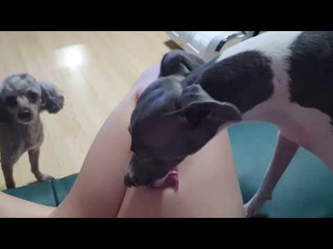 이탈리안그레이하운드 낼름낼름 Italian greyhound puppy lick attack