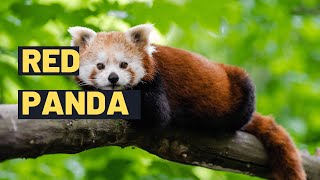 Red Panda: The Adorable Red Panda  Fun Facts for Kids | Where are they Found ?