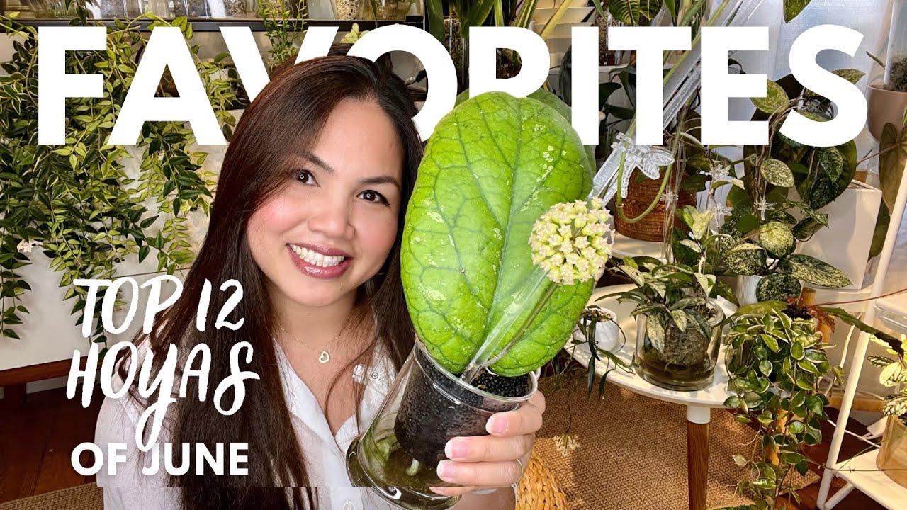 Top 12 Hoyas of the Month: Blooms & Beauty! 🌿