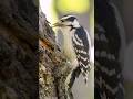 Female Downy Woodpecker in Action. North Berwick, Maine. #birds #woodpeckers #microfourthirds