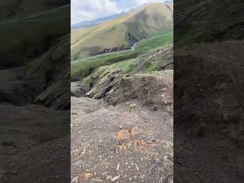 Видео Квардал