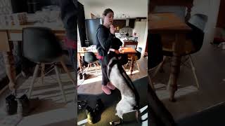 Teaching our rescue greyhound to sit part 2! #greyhound #dog #dogtraining #family