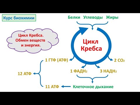 Видео: Как начинается цикл Кребса?