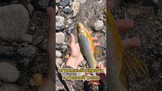 ОГРОМНОГО хариуса поймал в горной реке. #рыбалка #fishing #рыба #россия #nature #природа