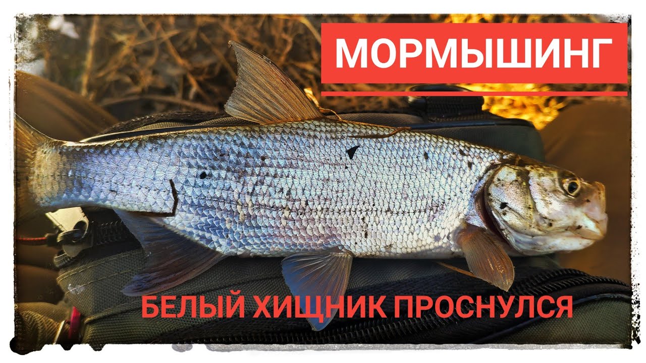 Мормышинг на оке Мормышинг на оке