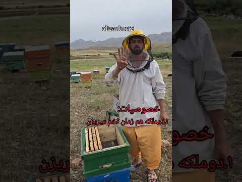 روش دو ملکه کردن زنبور آیا تا حالا ازین روش استفاده کردین
