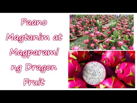 Paano Magtanim at Magparami ng Dragon Fruit | How to Plant and Propagate Dragon Fruit