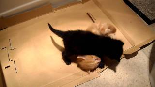 3 week old kittens playing by jonwooz 288 views 13 years ago 38 seconds