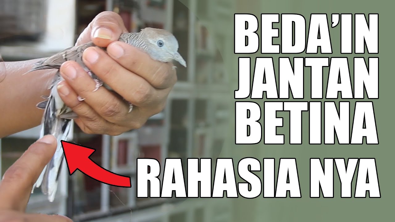 Cara Ampuh Membedakan Perkutut Jantan dan Betina