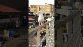 Martı Poz Veriyor Şfet Ğlenceli