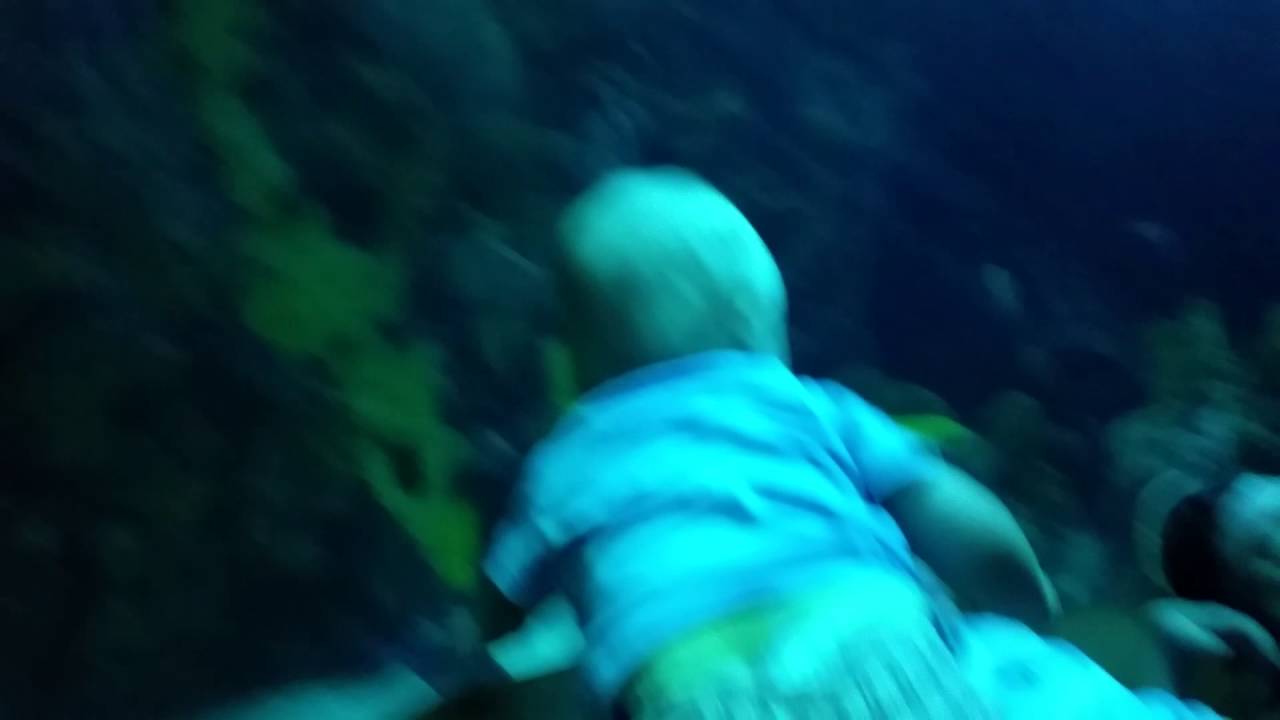 camera iphone 8 plus apk The aquarium Room