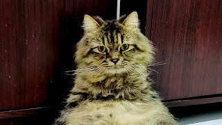 Male Cat Calling Female | Male Cat In Heat Sounds| Male Cat Sound | Prank Your Pets by My Kitty Story 1,836 views 1 year ago 9 minutes, 19 seconds