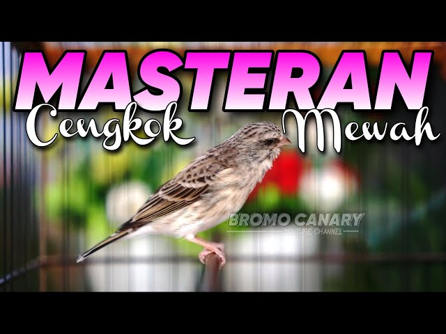 BLACKTHROAT GACOR SUARA JERNIH UNTUK MASTERAN KENARI #38 class=