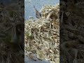 Today waste video chini March