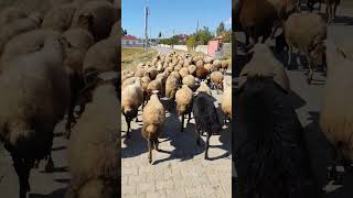 #doğa #koyvlog#100k#arabic#keşfet#keşfetteyiz#instagram#koyhayati#youtube#twitch#hayvansevgisi#100