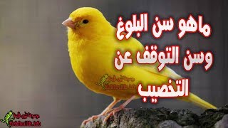 العمر الذي يتوقف فيه الكناري عن الانتاج ؟ والسن المناسب للتزاوج