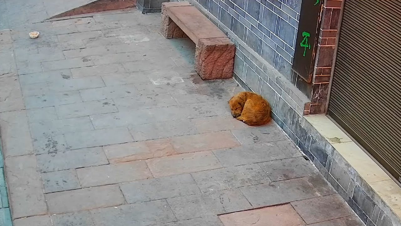 The stray dog mom who gave birth is now camped out at my store entrance ...