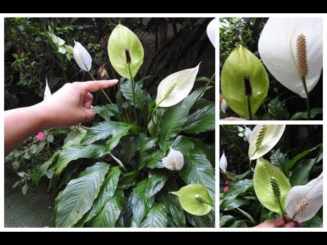 👉 ESTA FLOR NÃO É O QUE VOCÊ PENSA 😱 SAIBA PORQUE A FLOR DO LÍRIO DA PAZ  FICA VERDE 😱 - thptnganamst.edu.vn