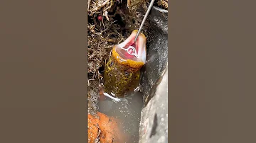 Eel Fish Catching Moment Fishing Fish Fishingvideo 