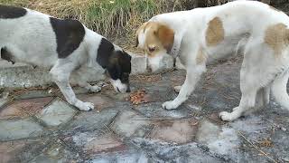 A Couple Of Two Stray Dogs 🐕🐺#feeding #stray #dogs by With Love To Animals  285 views 4 months ago 3 minutes, 24 seconds