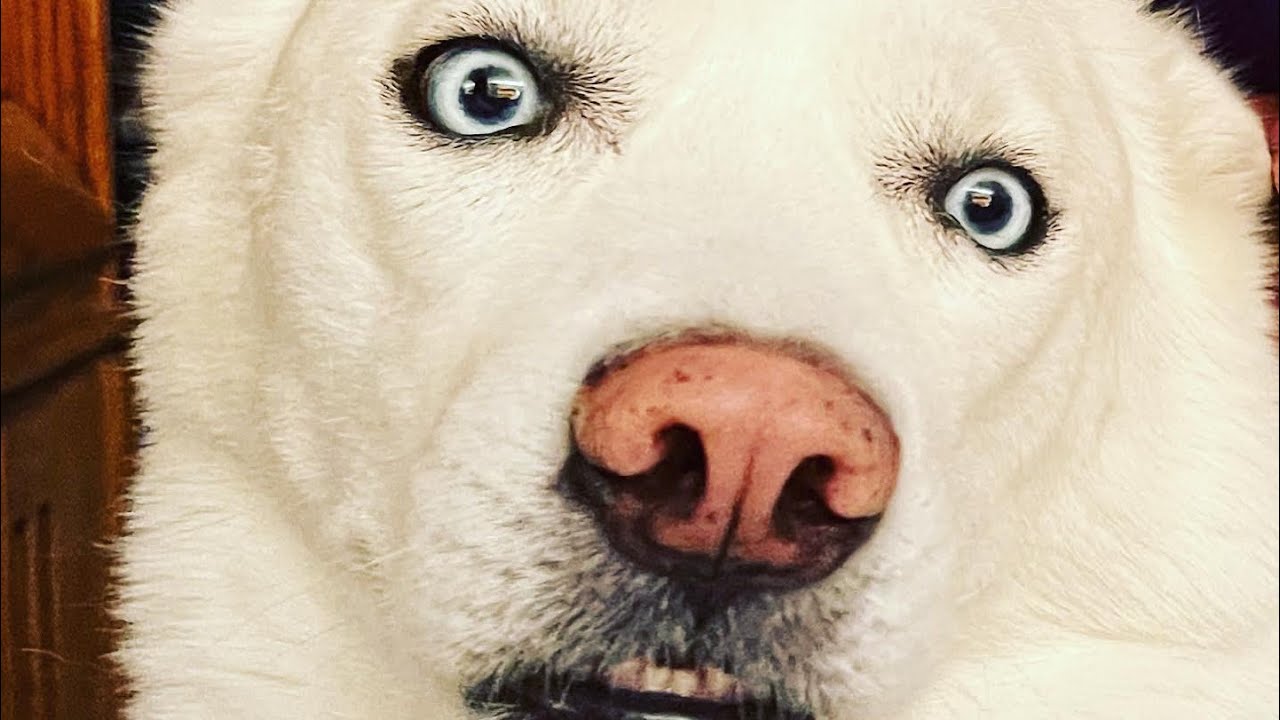 Husky vs Barkbox February 2022