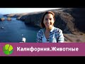 Калифорния. Животные | Живые символы планеты | Живая Планета