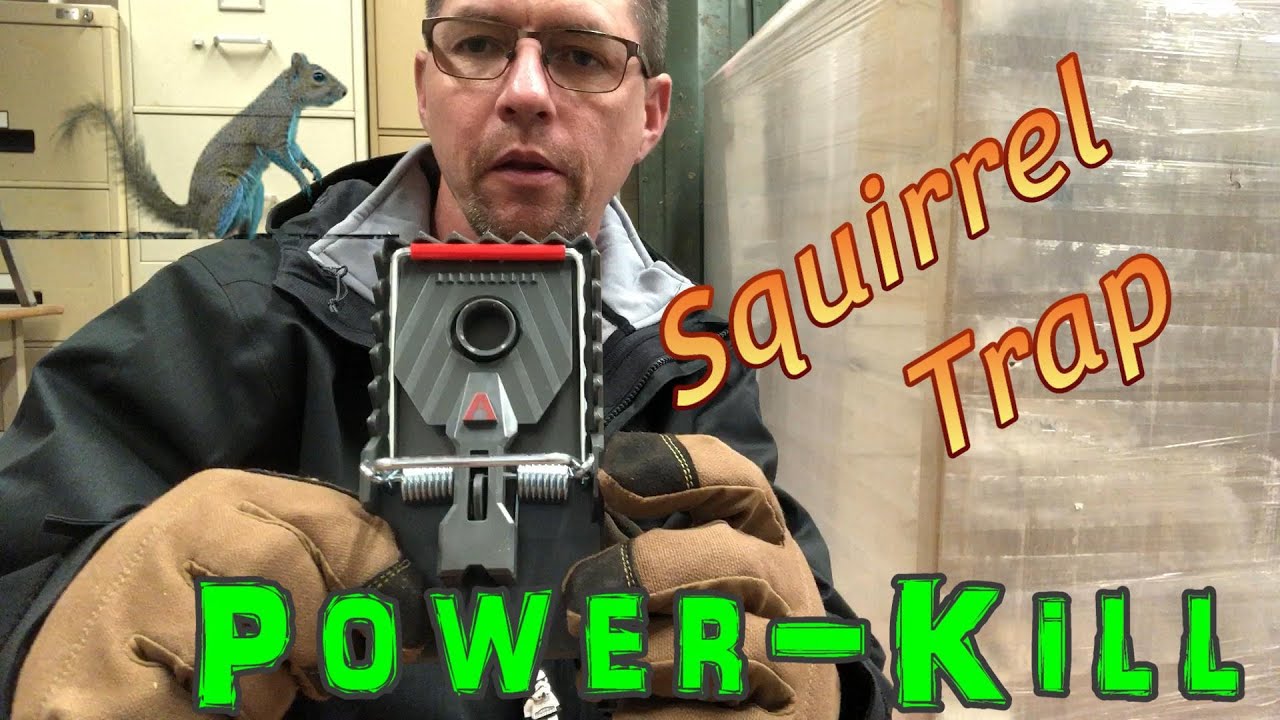 Trapping Squirrels YouTube