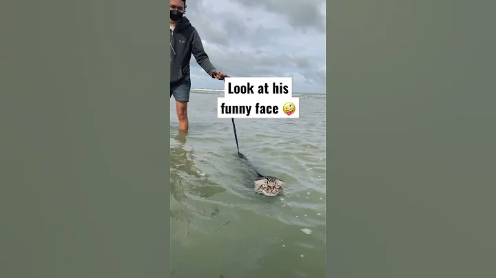 Watch the video about Never Thought That Cats Can Actually Swim! My Cat Proves It!🤣🏊‍♂️ #shorts #shortsmaschallenge