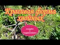 Красивая форма хвойных.Создаем своими руками и поддерживаем.красивый сад своими руками.Дача.