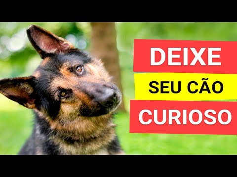 Vídeo: Assobios de cachorro machucam as orelhas dos cães?