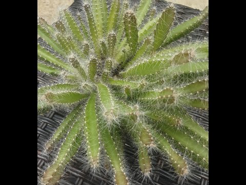 How my Hylocereus undatus has grown | Repotting my dragon fruit cactus | Epiphytic cactus |