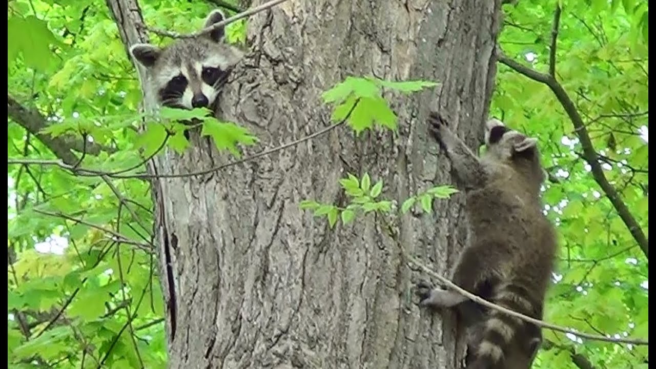 Raccoon Helps Babies Climb A Tree - YouTube