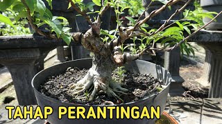 Tahap Percabangan Dan Perantingan Pada Bonsai