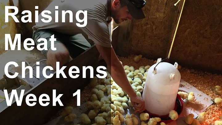 Raising Chickens for Meat: Week 1 of 8, Chicks Arr...