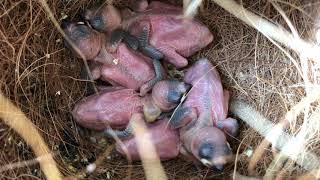 Java finch babies 2019 - Day 9