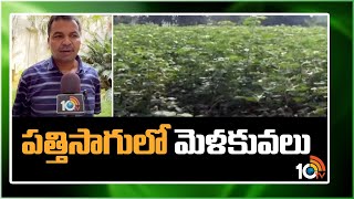 Techniques in Cotton Cultivation | పత్తిసాగులో మెళకువలు | Matti Manishi | 10TV News