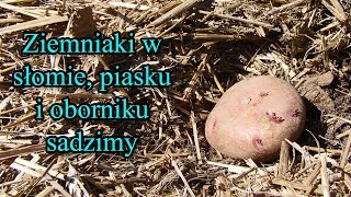 Ziemniaki w słomie, piasku i oborniku 1 - sadzimy