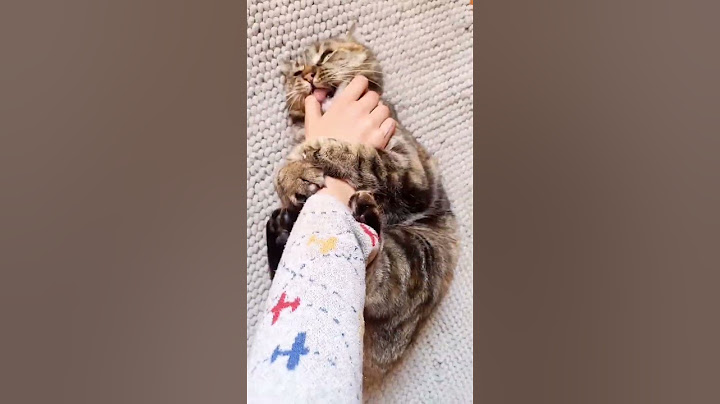 Quando gioco con il mio gatto 🤕🖐️