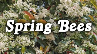 ▶️ Bees In Springtime. Birds And Bees Ambience. Nature Sounds. Natural White Noise. 10 Hours. 🌏