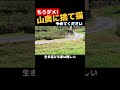 もうダメ!勘弁して!山に捨てられた猫はこうなります! #shorts