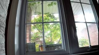 Robin Tapping On Window