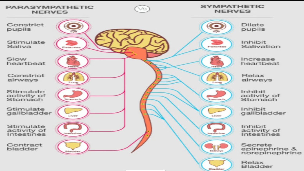 Peripheral nervous system-lesson five-part one -senior two - YouTube