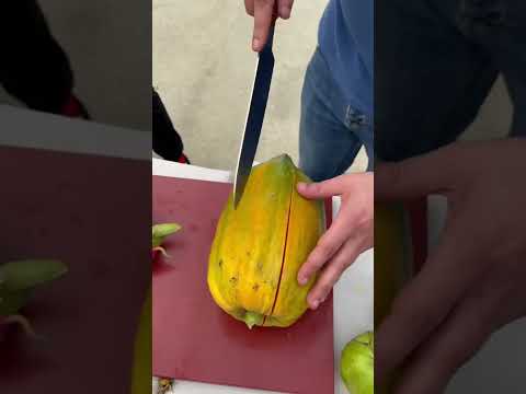 Video: Papaya Nasıl Hasat Edilir – Papaya Hasat Yöntemleri