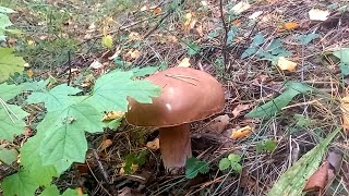 сбор грибов 2021#eng белые грибы 2021, осенние грибы#eng mushrooms of Russia