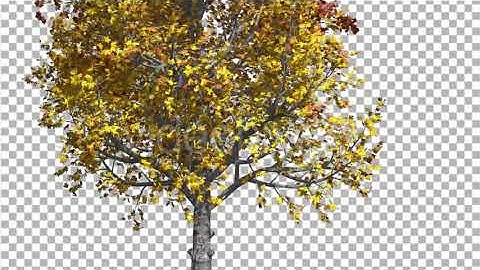 Mountain Maple Tree is Swaying at the Wind Yellow | Motion Graphics - Envato elements