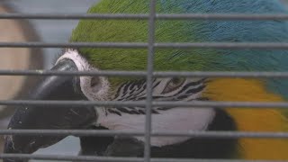 Potty-mouthed parrot up for adoption