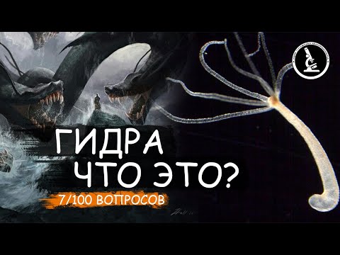 КТО ТАКАЯ ГИДРА В МИКРОМИРЕ? ЧТО ЕСЛИ ОТРУБИТЬ ЕЙ ЩУПАЛЬЦА?