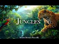Amazon congo borneo daintree jungles in 4k  tropical rainforest  scenic relaxation film