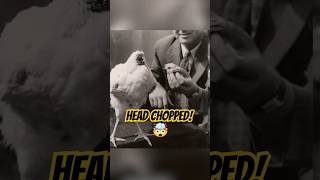 Headless Chicken That Lived for 18 Months! 🐔😱