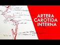Artera Carotidă Internă